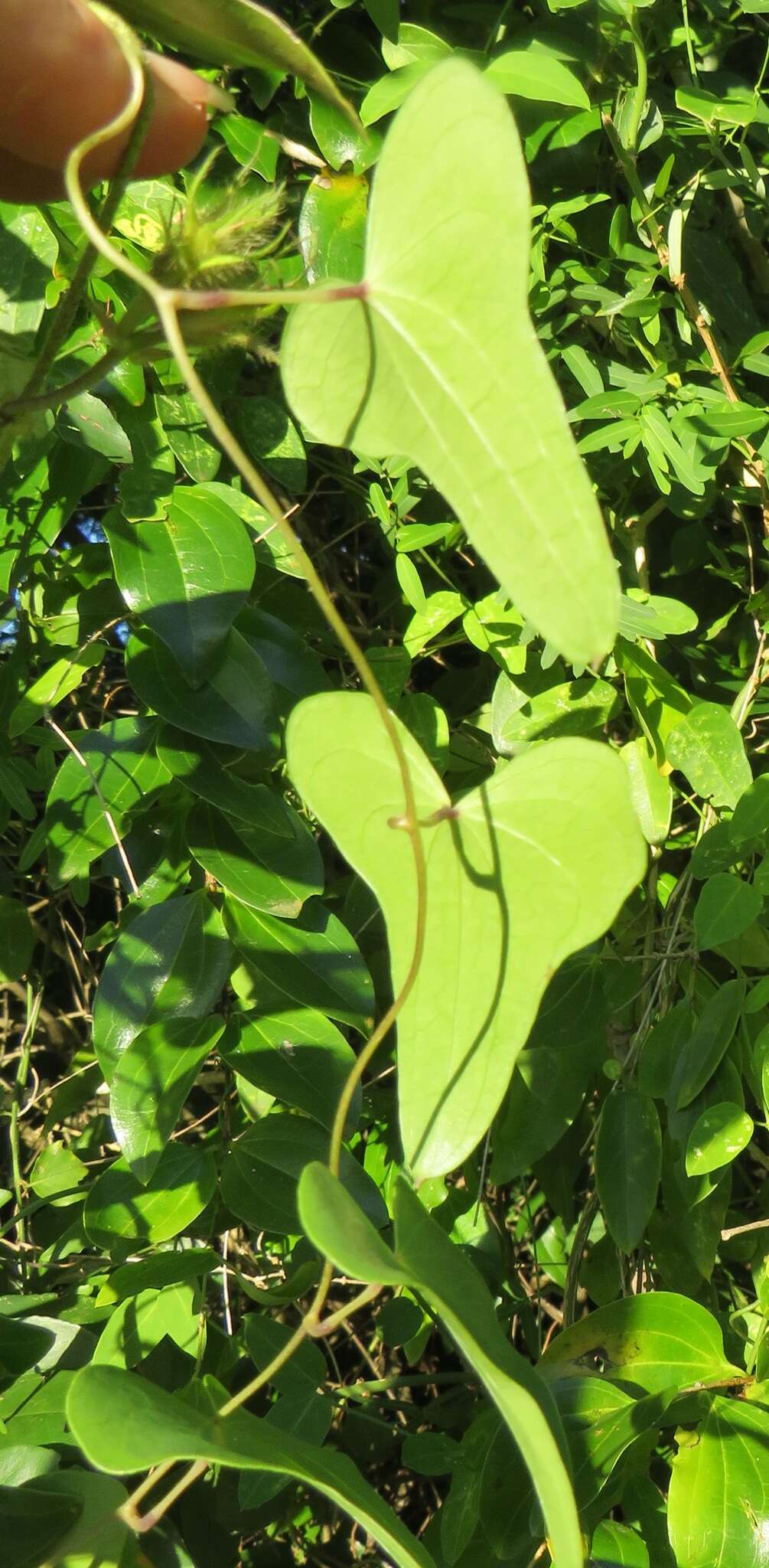 Image of Dioscorea sylvatica Eckl.