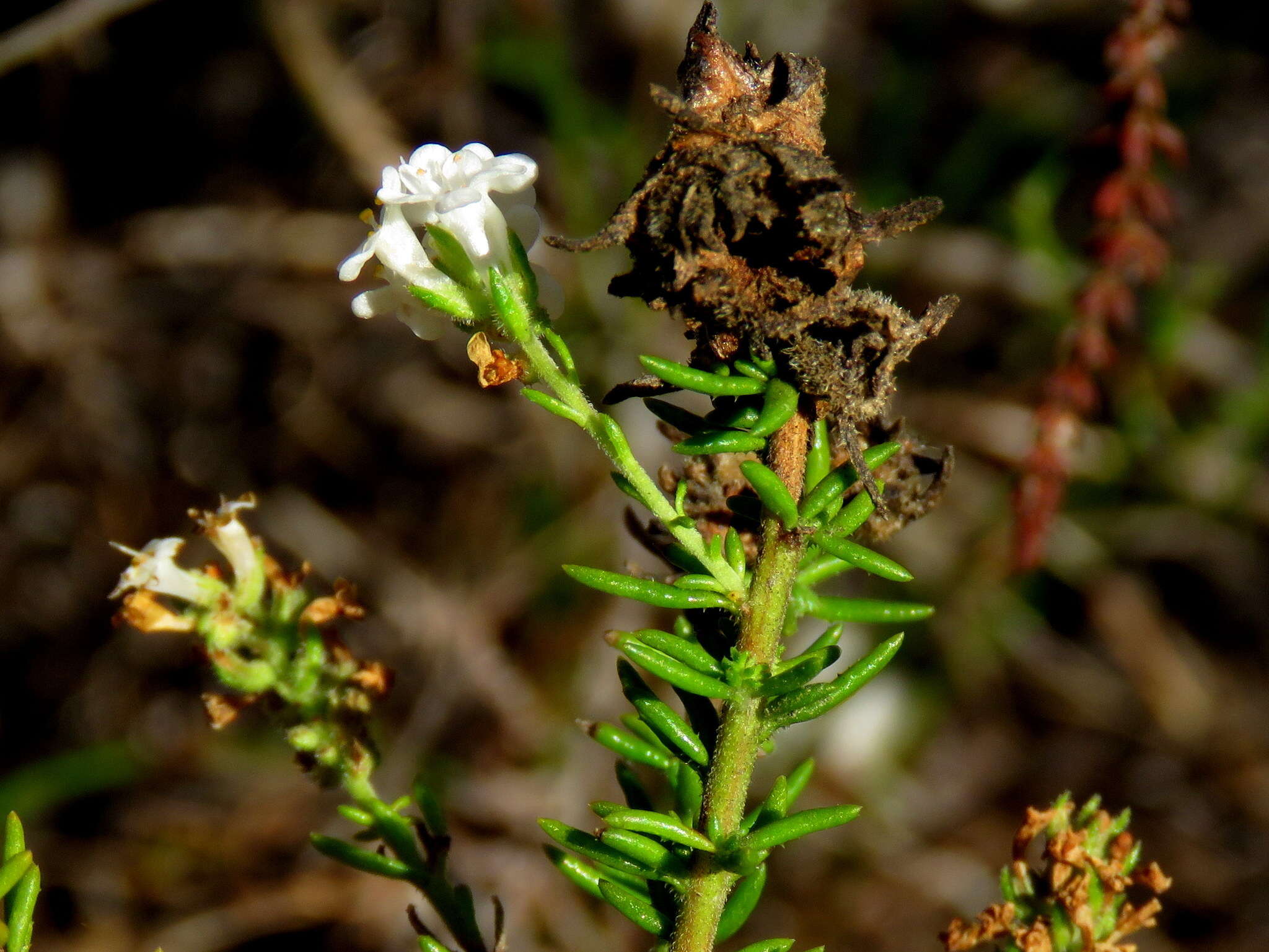 Image of Selago scabrida Thunb.