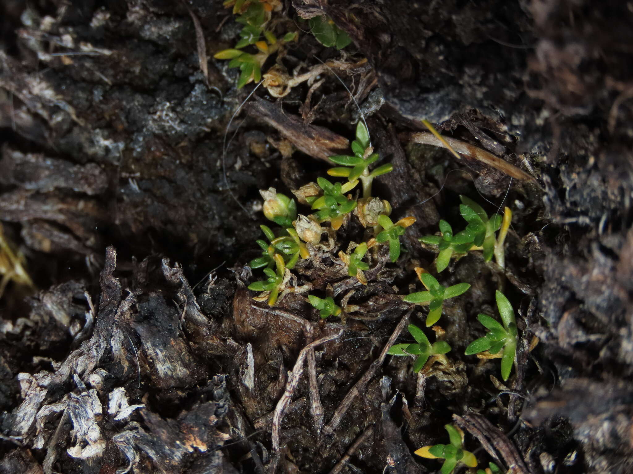 Image of Arenaria rivularis Phil.