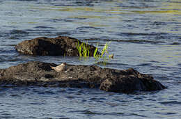 Image of Rock Pratincole