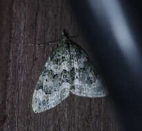 Слика од Chloroclysta miata Linnaeus 1758