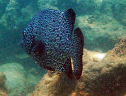 Image of Rock porgy