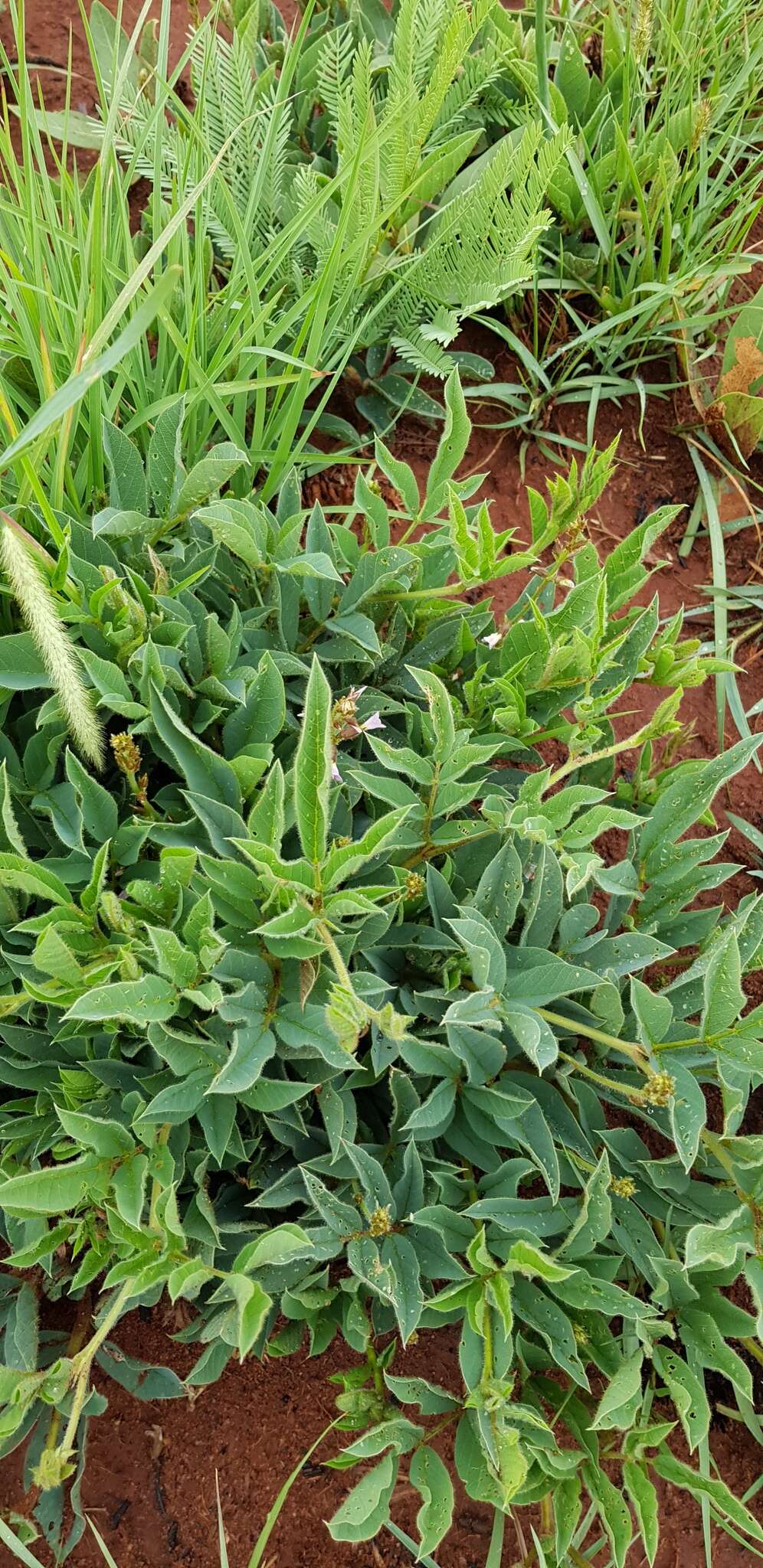 Image de Ophrestia oblongifolia (E. Mey.) H. M. L. Forbes