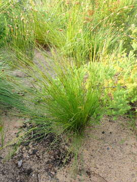 صورة Tetraria cuspidata (Rottb.) C. B. Clarke