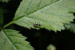 Image of Chasmatonotus maculipennis Rempel 1937