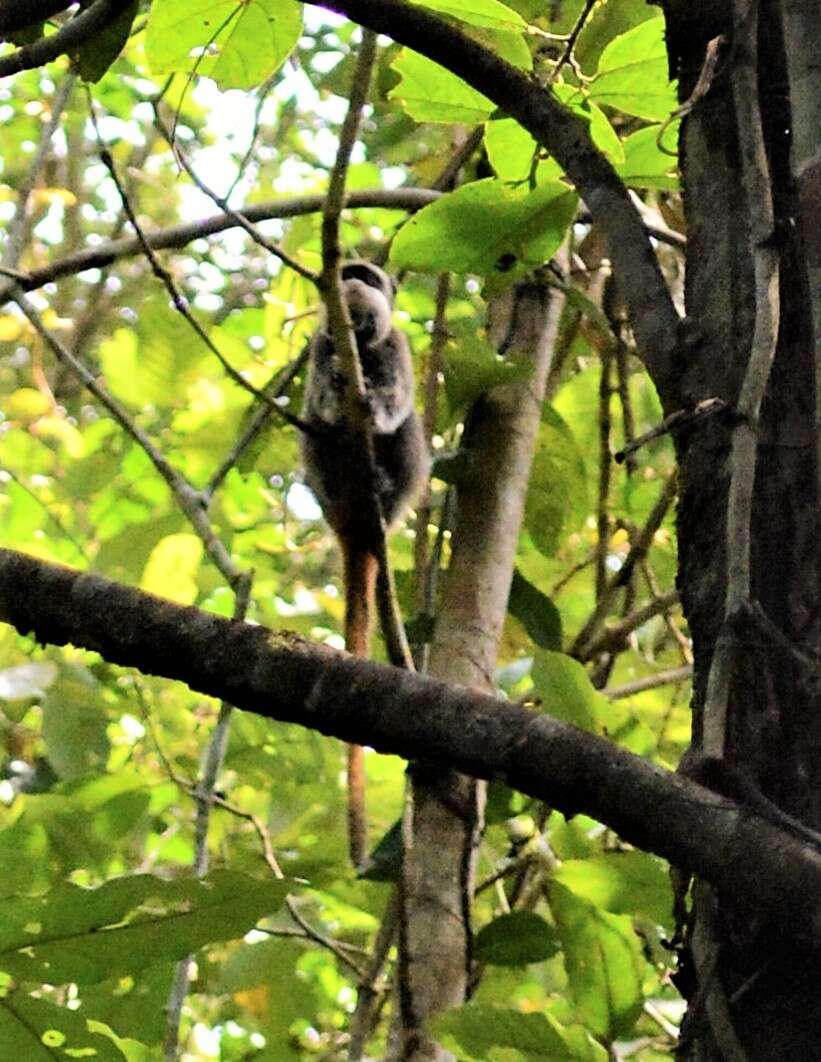 Image de Tamarin empereur