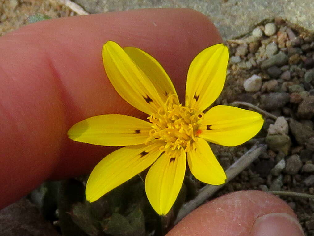 Image of Gazania lichtensteinii Less.