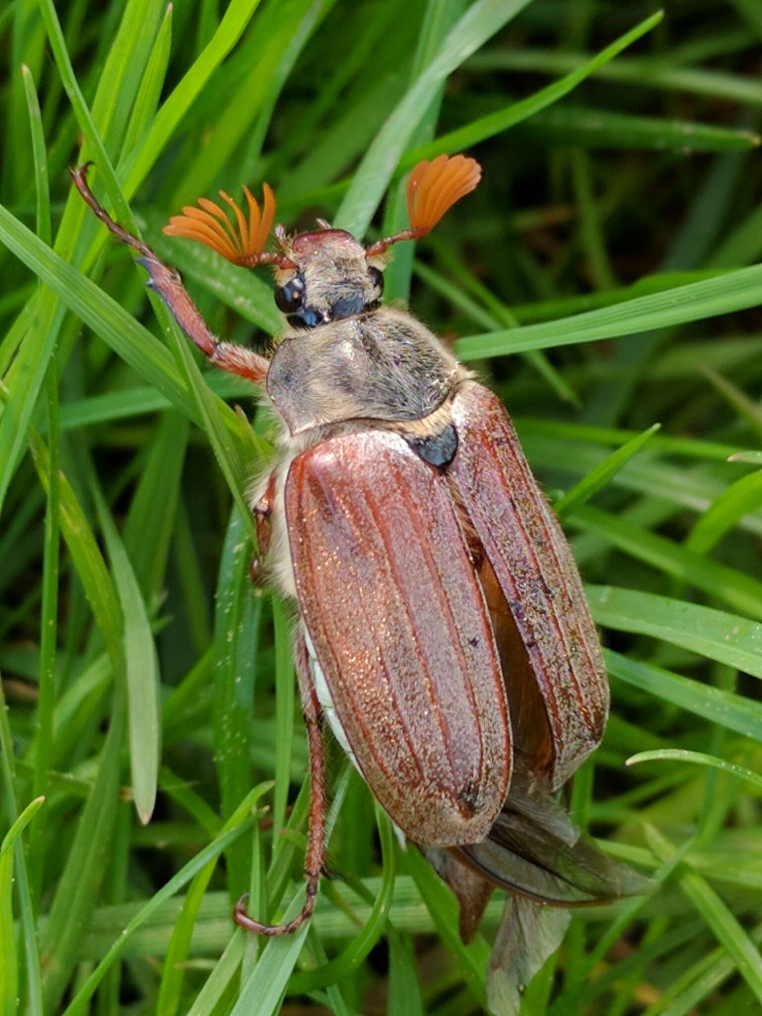 Image of Common cockchafer