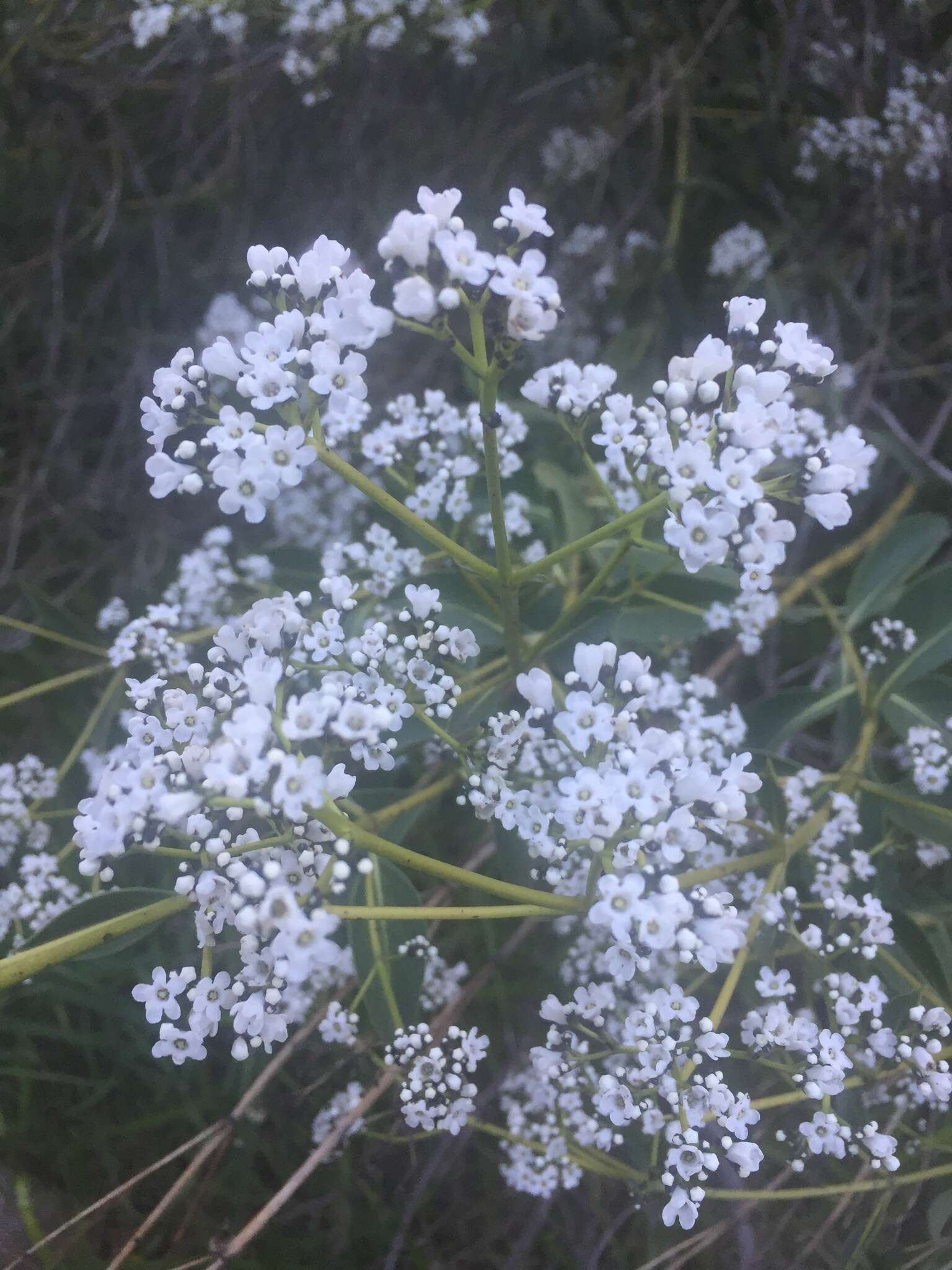 Image of Logania saxatilis G. Perry ex B. J. Conn