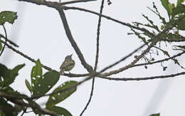 Image of Yellow-margined Flatbill