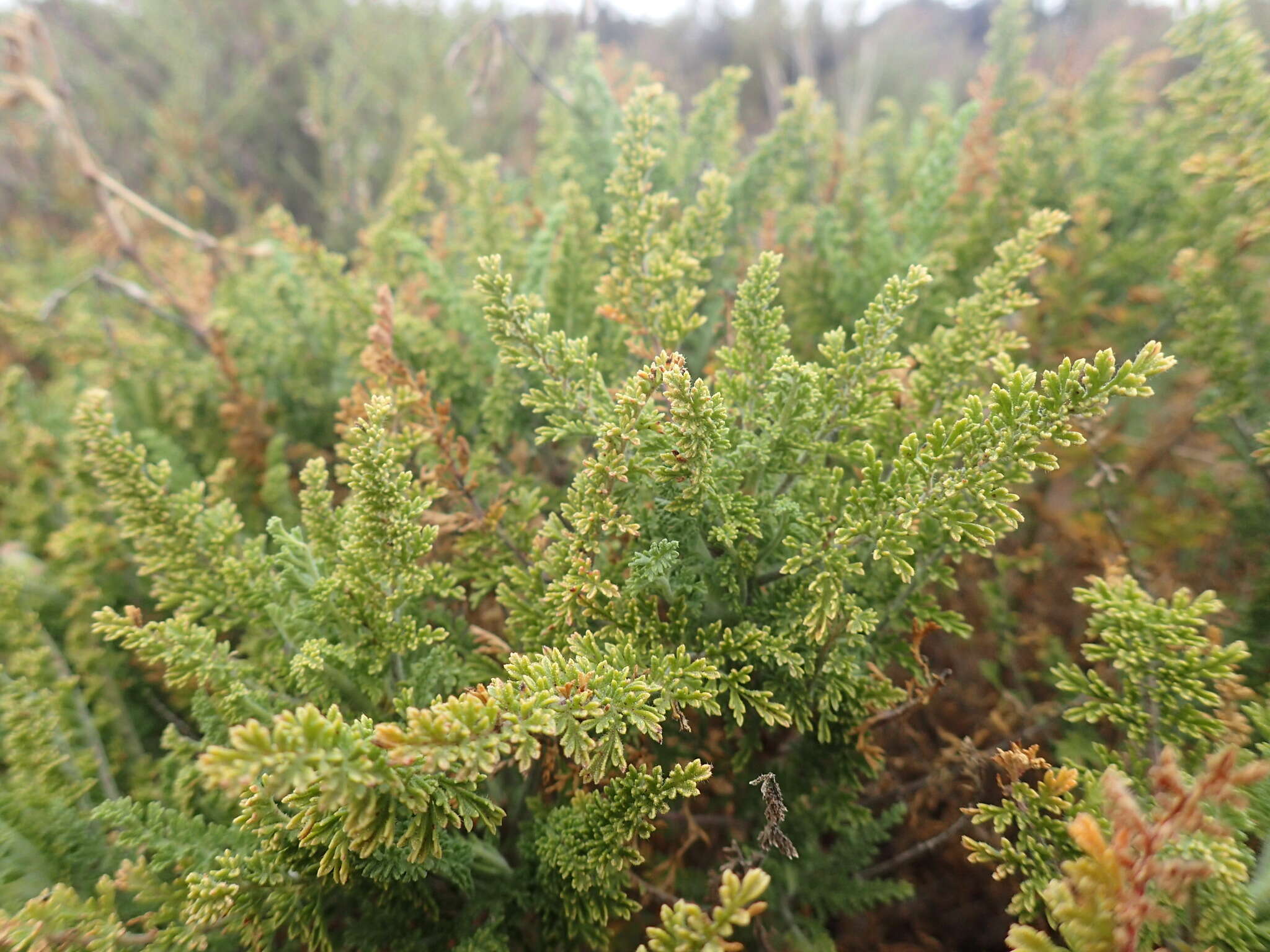 Image of Pelargonium tragacanthoides Burch.