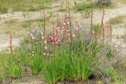 Plancia ëd Watsonia meriana var. meriana