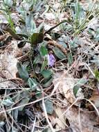 Image of teesdale violet