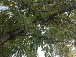 Image of Russian olive