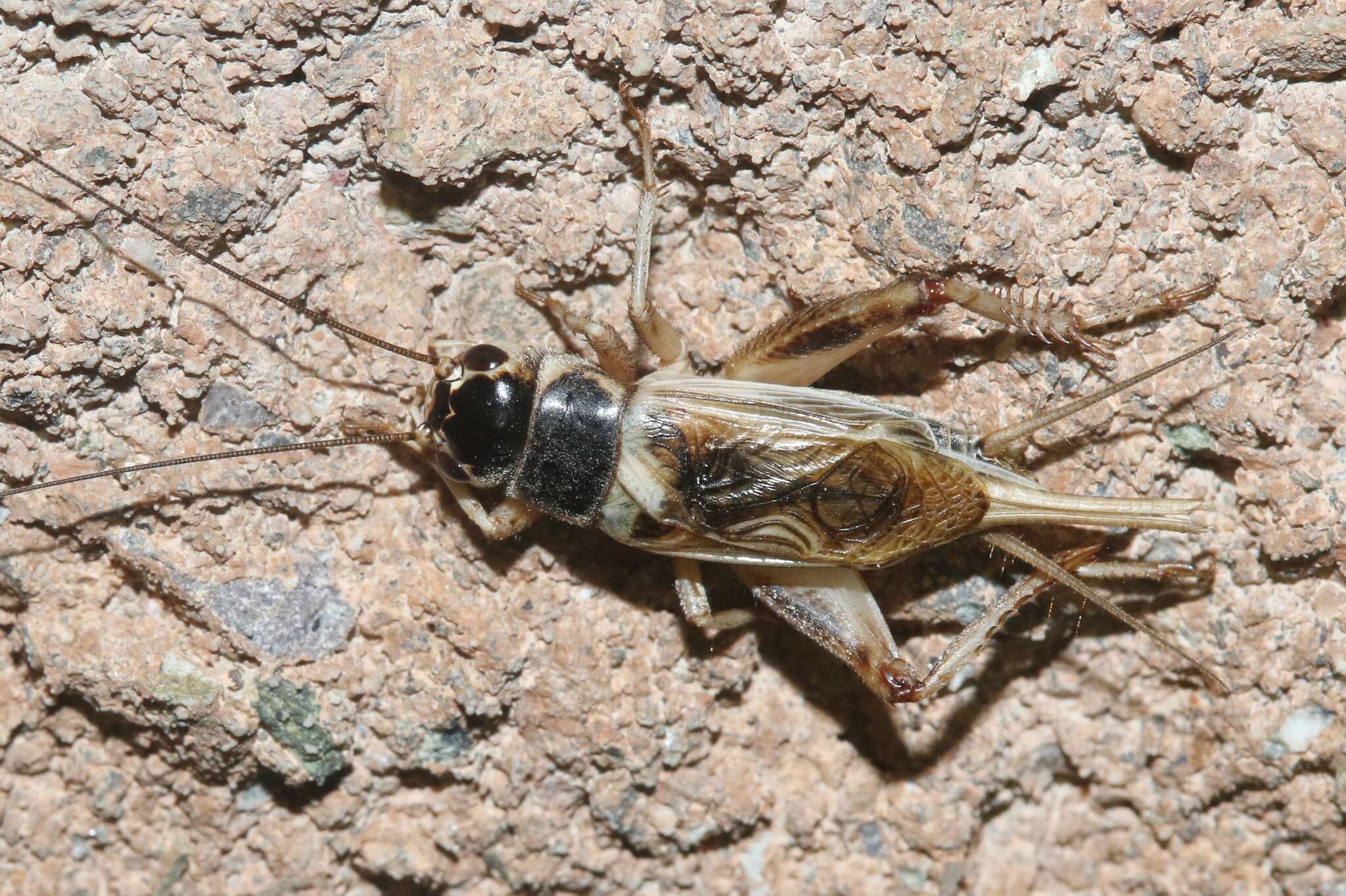 Image of Badlands Cricket