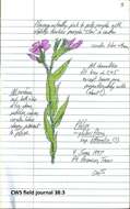 Imagem de Phlox drummondii subsp. tharpii (Whitehouse) Wherry