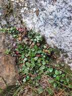 Imagem de Epilobium gracilipes T. Kirk