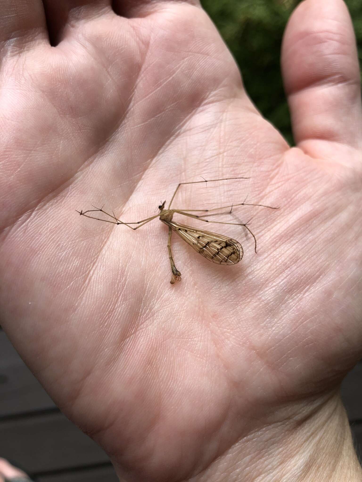 Sivun Bittacus strigosus Hagen 1861 kuva