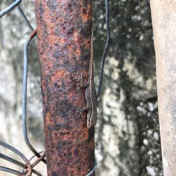 Image of Cape dwarf gecko