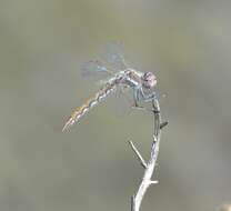 Image of Variegated Meadowhawk