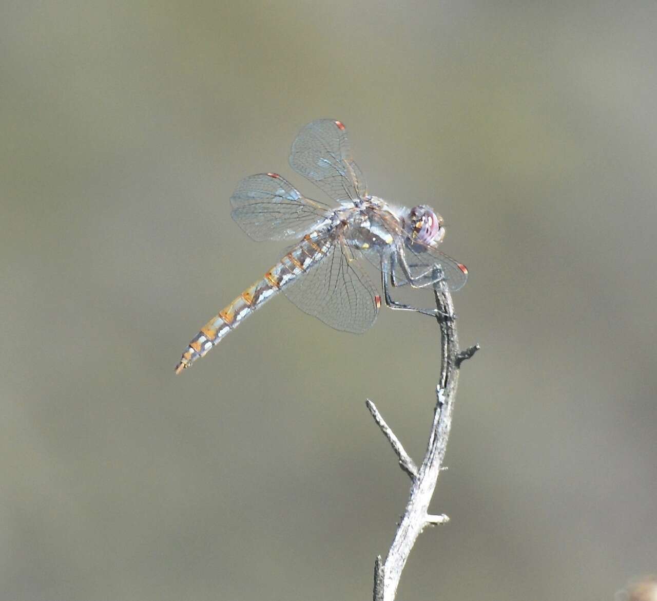 Image de Sympetrum corruptum (Hagen 1861)