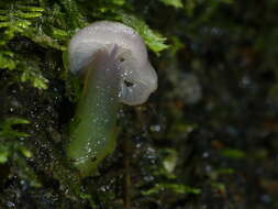 Image de Gliophorus lilacipes E. Horak 1973