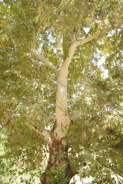 Image of Platanus gentryi Nixon & J. M. Poole