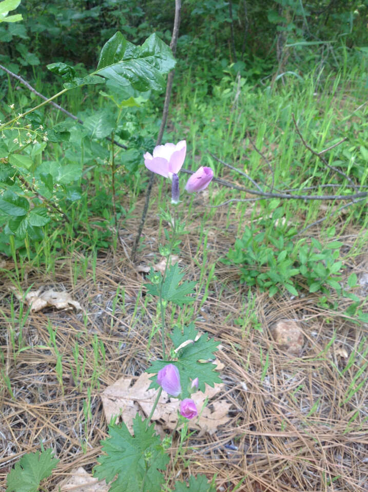 Imagem de Sidalcea asprella Greene