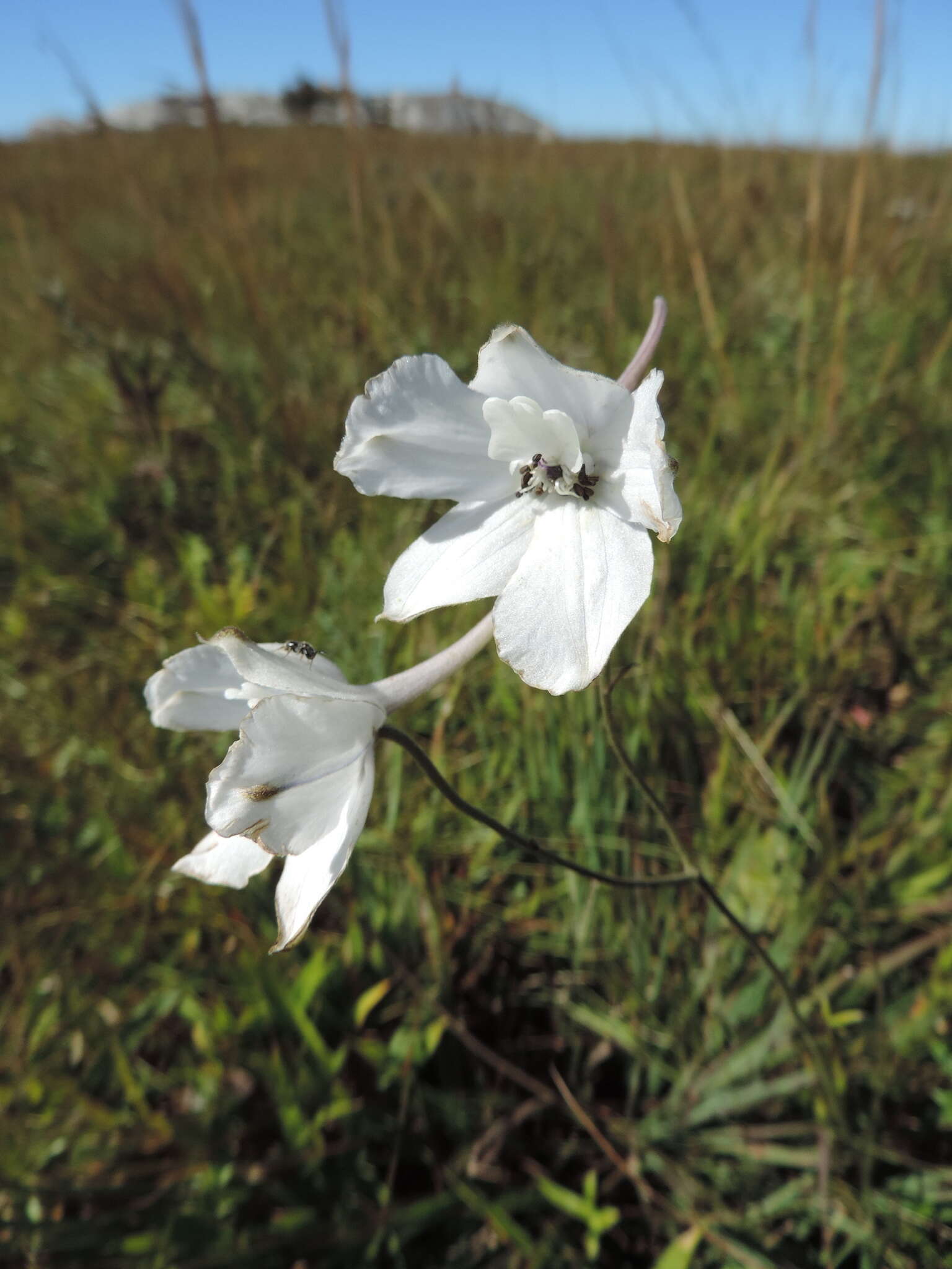 Delphinium leroyi Franch. ex Huth的圖片