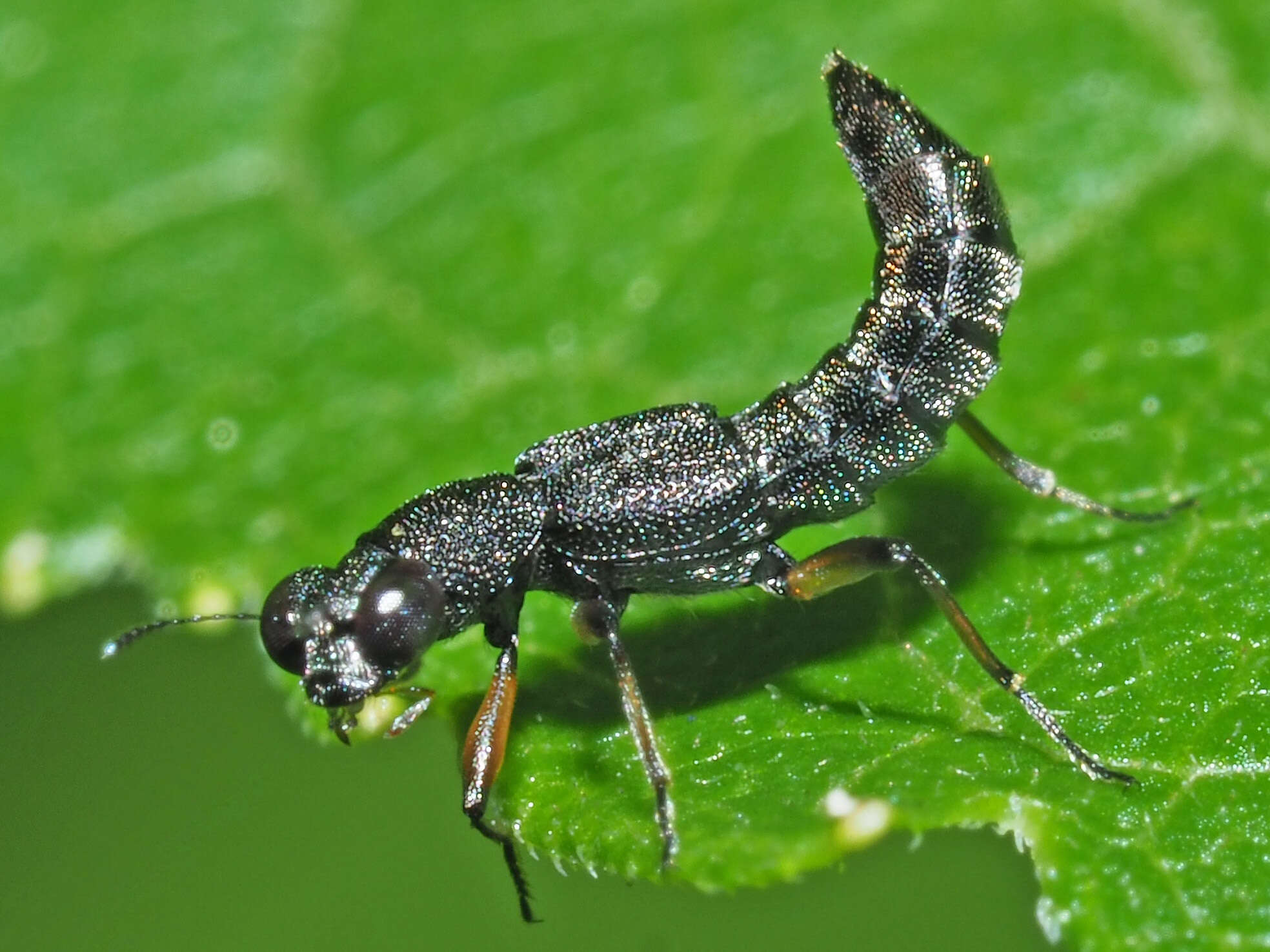 Stenus (Stenus) clavicornis (Scopoli 1763) resmi