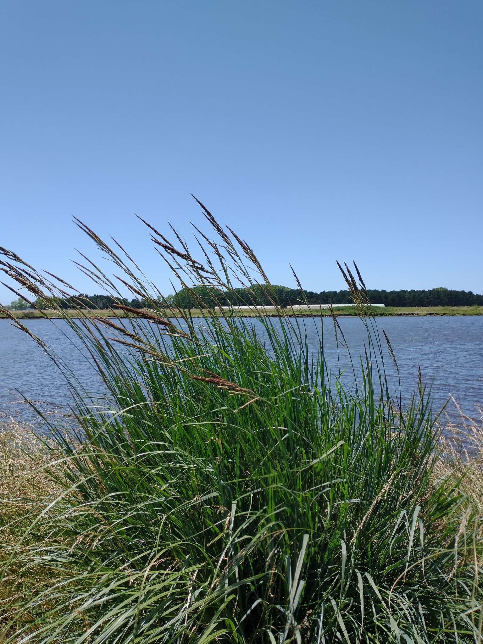 Слика од Paspalum quadrifarium Lam.