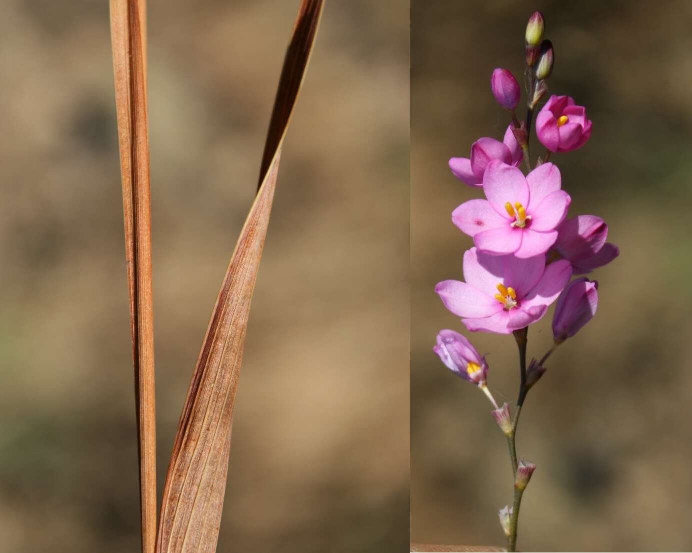 Image de Ixia stricta (Eckl. ex Klatt) G. J. Lewis