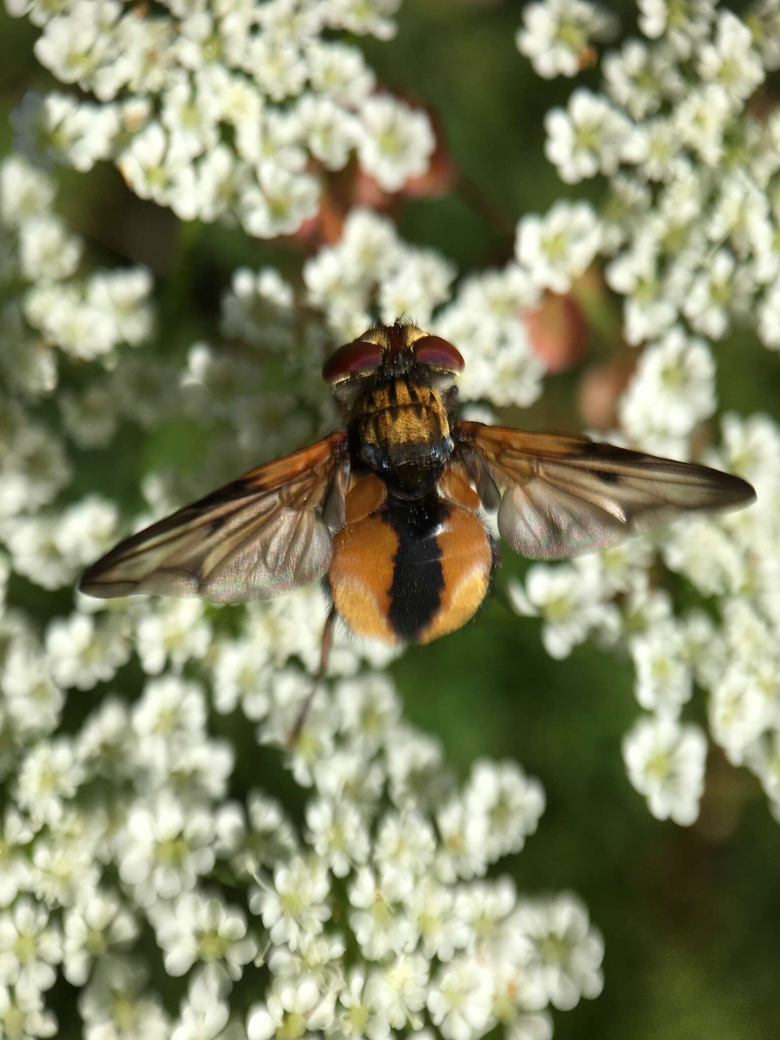 Imagem de Ectophasia crassipennis (Fabricius 1794)