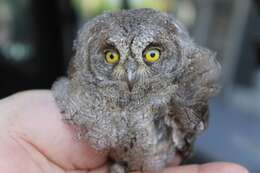 Image of Eurasian Scops Owl