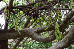 Imagem de Mucuna macrocarpa Wall.