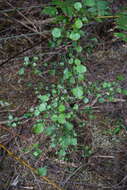 Image of Coprosma spathulata A. Cunn.