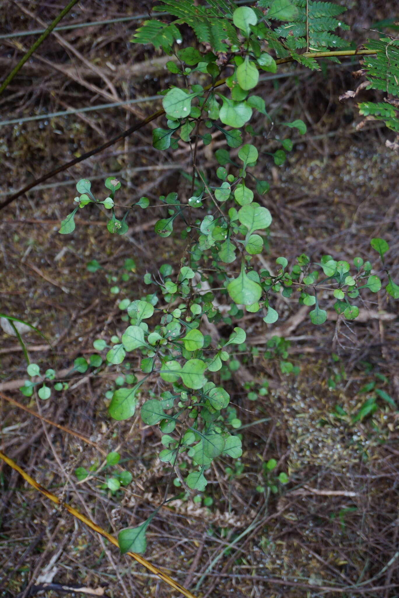 Image of Coprosma spathulata A. Cunn.