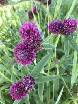 Imagem de Trifolium alpestre L.