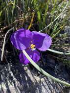 Image of Patersonia sericea var. longifolia (R. Br.) C. Moore & Betche