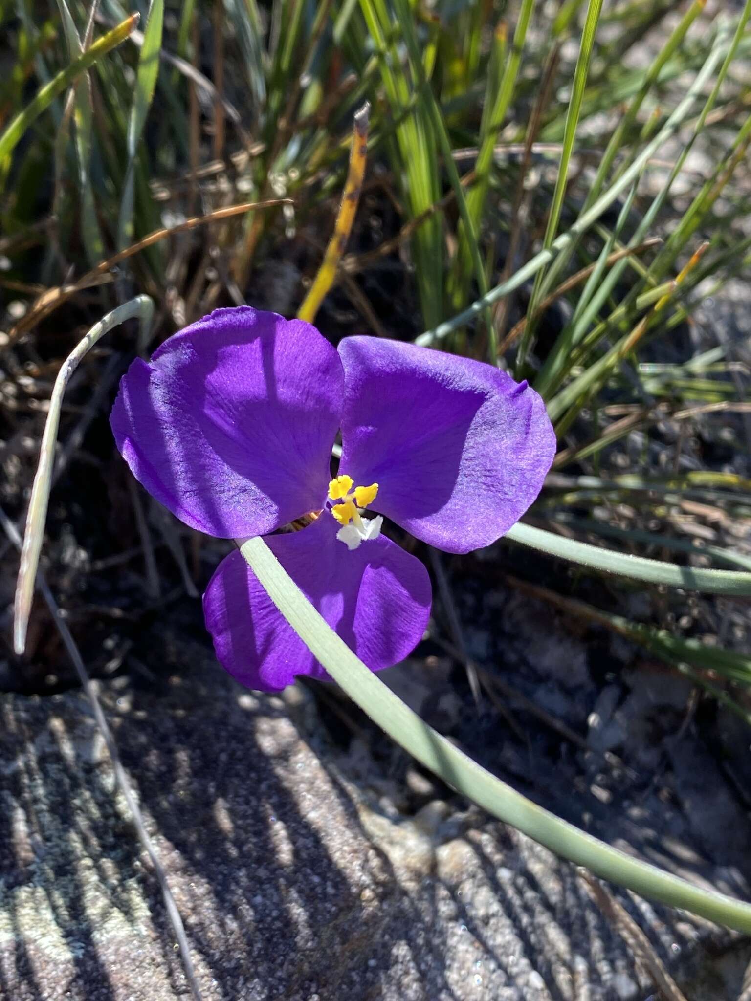 Image of Patersonia sericea var. longifolia (R. Br.) C. Moore & Betche