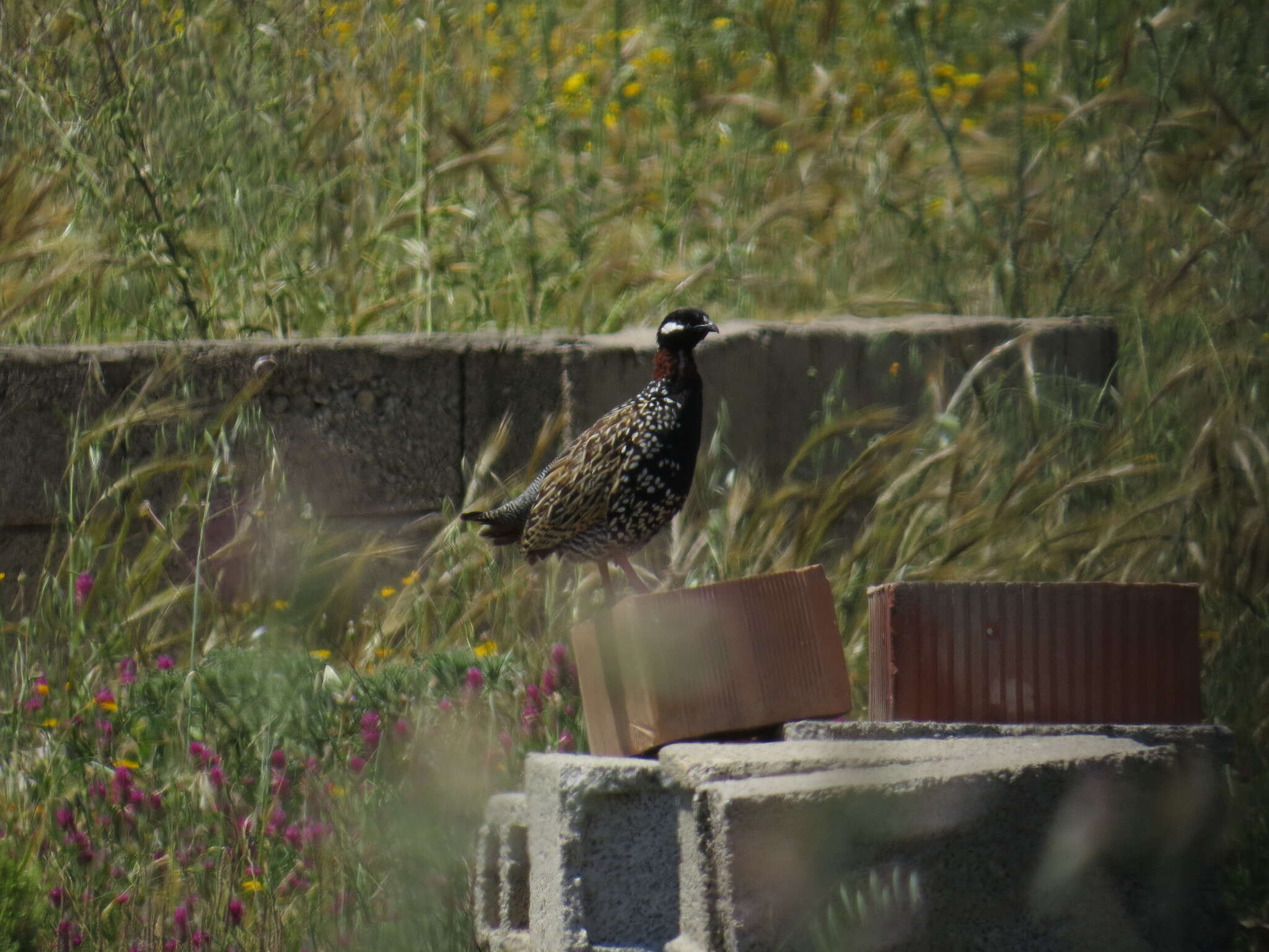 Image de Francolin noir