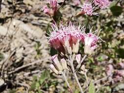 Image of Ageratina calaminthifolia (Kunth) R. King & H. Rob.