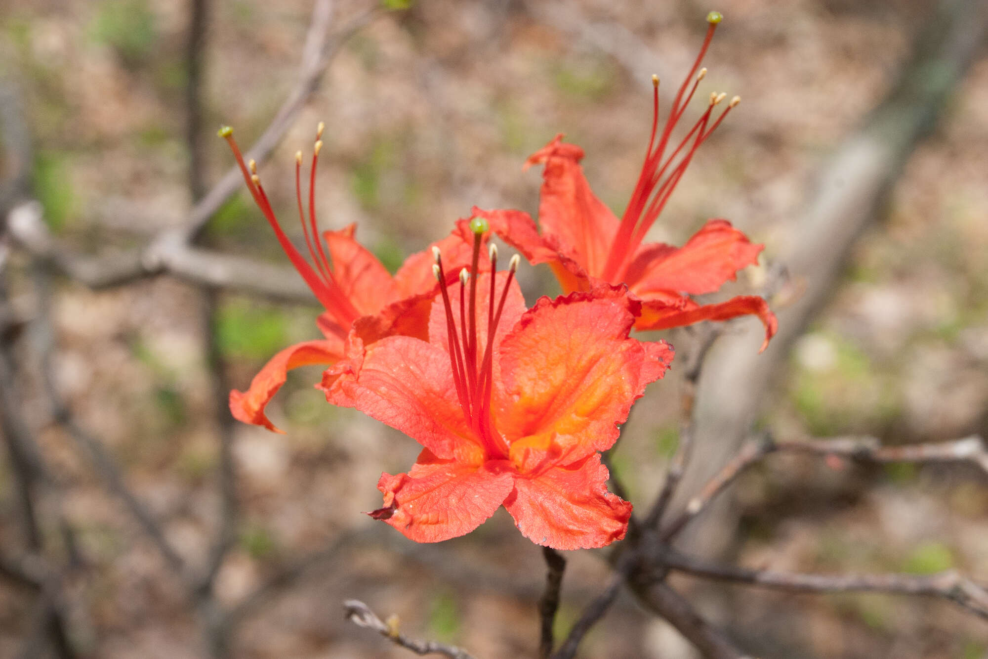 صورة Rhododendron cumberlandense E. L. Braun