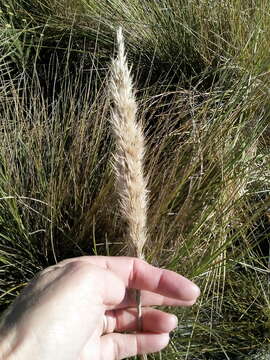 Imagem de Capeochloa cincta (Nees) N. P. Barker & H. P. Linder