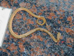 Image of King ratsnake