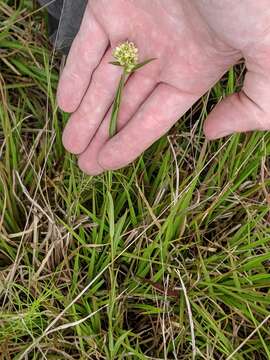 Image of Shrubby Primrose-Willow