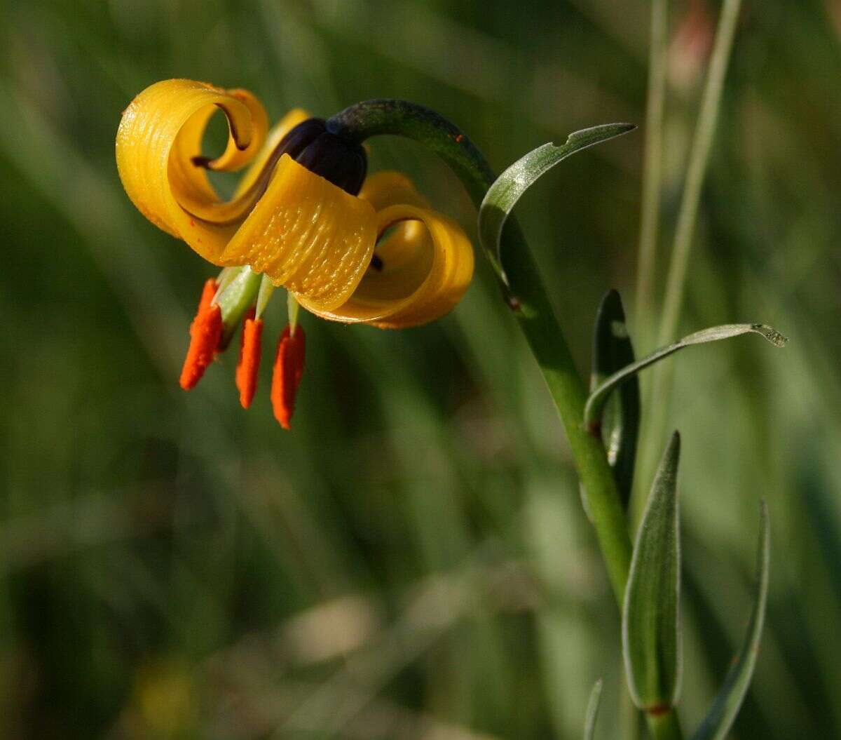 Image of Lilium albanicum Griseb.