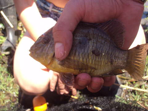 Image of Argentine humphead