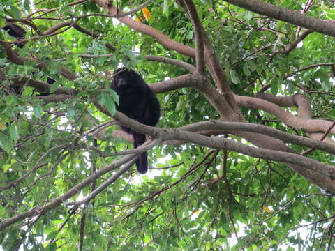 Imagem de Alouatta pigra Lawrence 1933