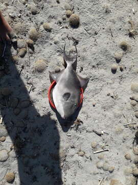 Image of Triggerfish